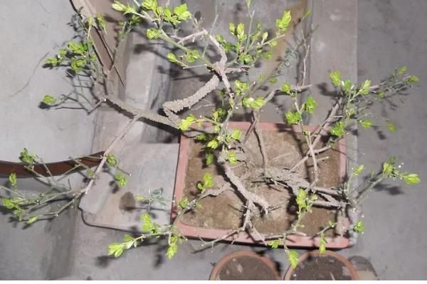 探春花是否怕涝，产生积水会引起烂根