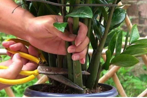 金钱树茎发黑如何解决,剪除发黑部位并喷施杀菌剂