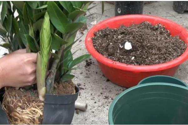 金钱树茎发黑如何解决,剪除发黑部位并喷施杀菌剂