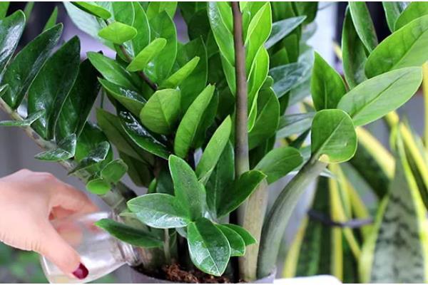 金钱树茎发黑如何解决,剪除发黑部位并喷施杀菌剂