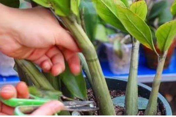 金钱树茎发黑如何解决,剪除发黑部位并喷施杀菌剂