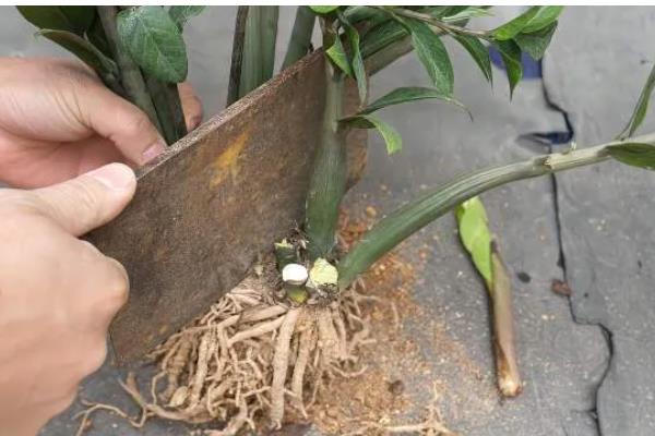 金钱树茎发黑如何解决,剪除发黑部位并喷施杀菌剂