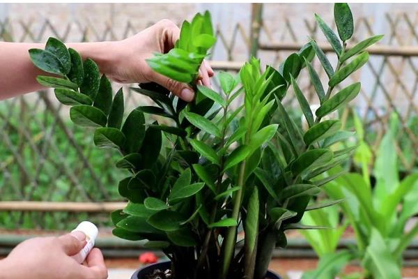 金钱树茎发黑如何解决,剪除发黑部位并喷施杀菌剂