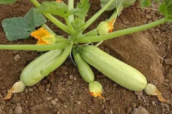 西葫芦化瓜的原因,温度不适或光照不当均会导致
