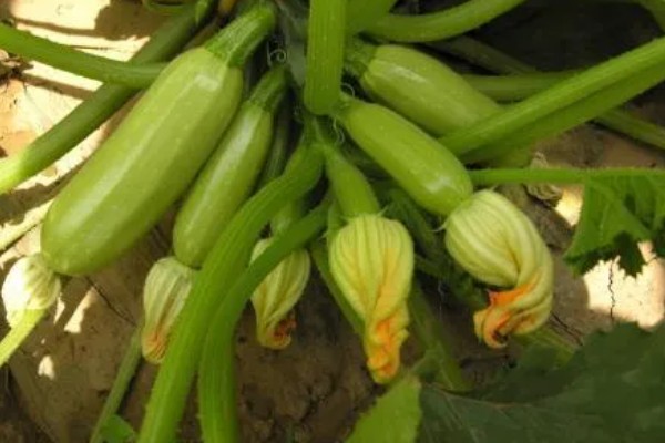 西葫芦化瓜的原因,温度不适或光照不当均会导致