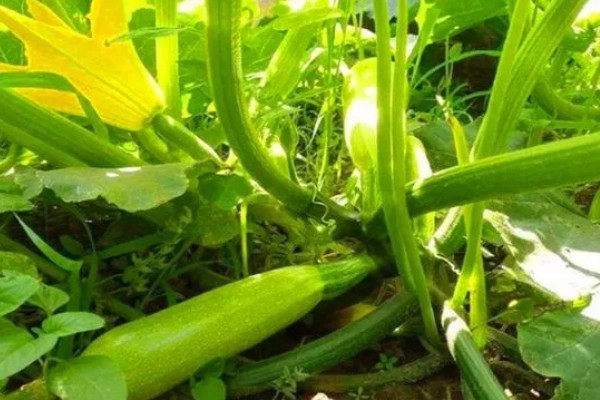 西葫芦化瓜的原因,温度不适或光照不当均会导致