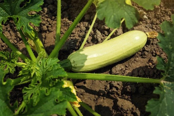 西葫芦化瓜的原因,温度不适或光照不当均会导致