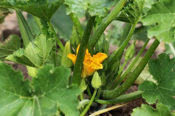 西葫芦化瓜的原因,温度不适或光照不当均会导致