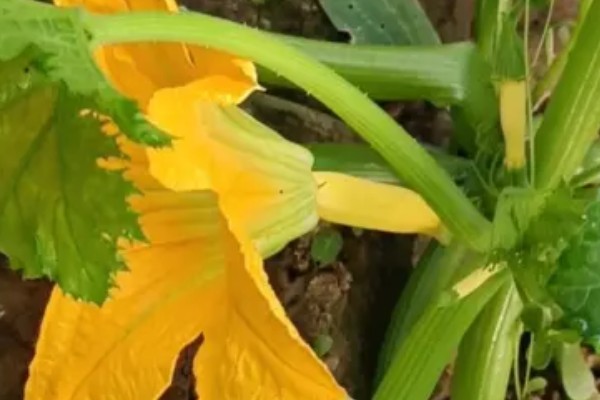 西葫芦化瓜的原因,温度不适或光照不当均会导致