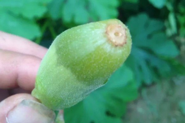 西葫芦化瓜的原因,温度不适或光照不当均会导致