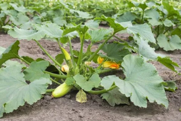西葫芦化瓜的原因,温度不适或光照不当均会导致