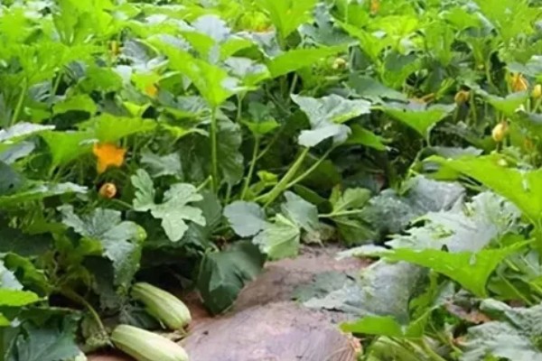 西葫芦化瓜的原因,温度不适或光照不当均会导致