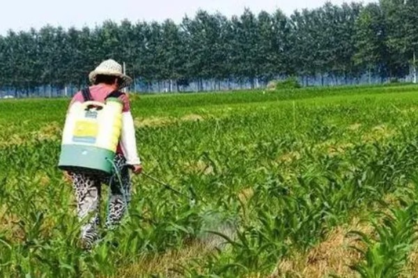 夏季使用农药的注意问题，要严格掌握施药量