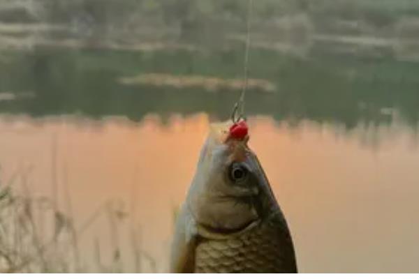 1.5号子线可以钓多重的鱼,适合垂钓4-5斤的鱼类