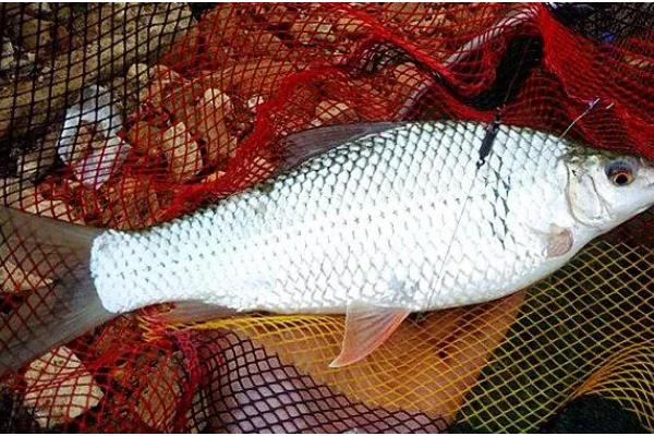 1.5号子线可以钓多重的鱼,适合垂钓4-5斤的鱼类