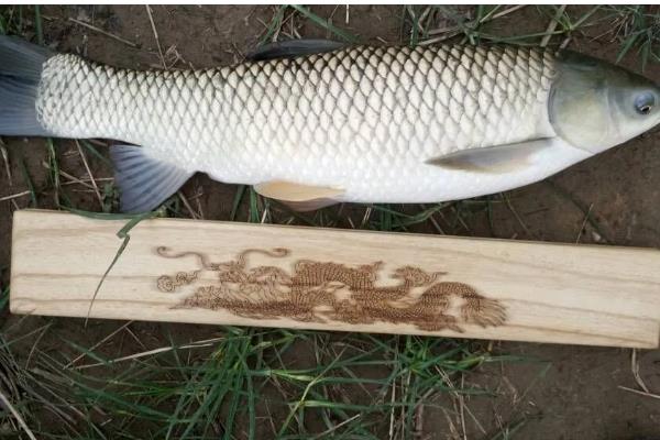 1.5号子线可以钓多重的鱼,适合垂钓4-5斤的鱼类