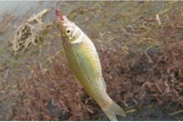 1.5号子线可以钓多重的鱼,适合垂钓4-5斤的鱼类