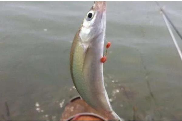 1.5号子线可以钓多重的鱼,适合垂钓4-5斤的鱼类