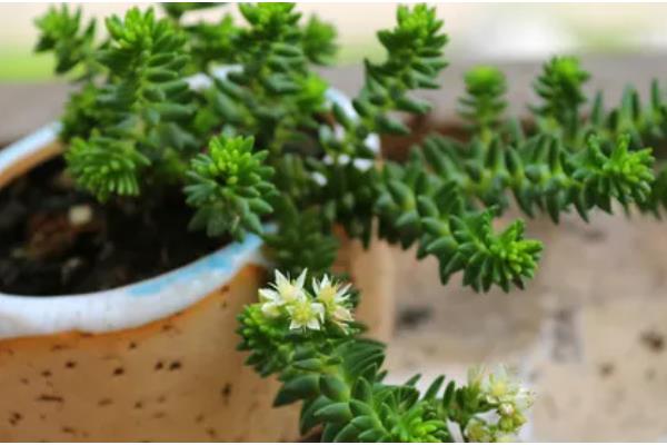 白花小松怎么修剪，黄叶、发软的叶片或茎干都要剪除