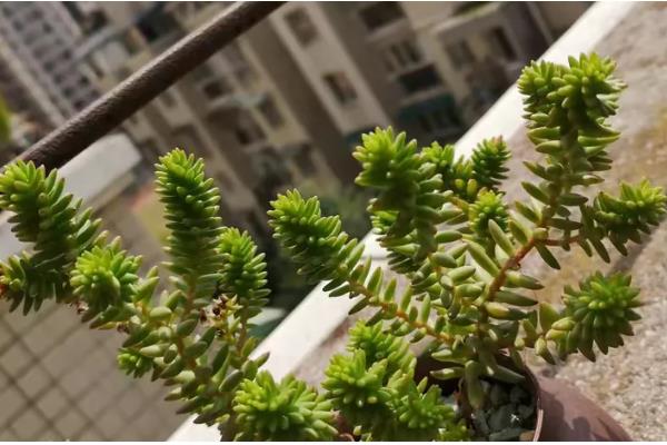 白花小松怎么修剪，黄叶、发软的叶片或茎干都要剪除