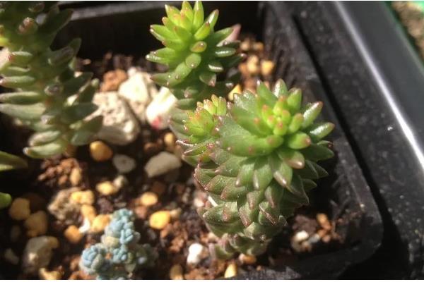 白花小松怎么修剪，黄叶、发软的叶片或茎干都要剪除