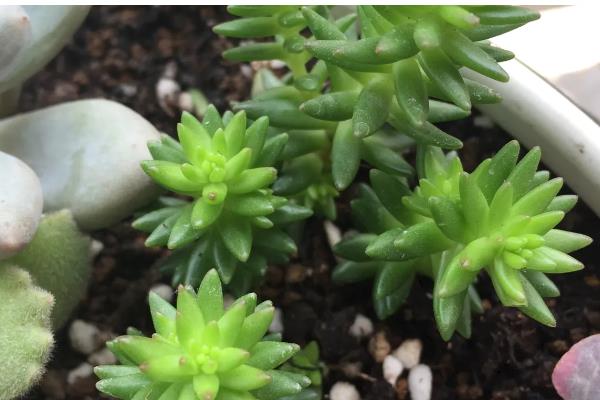 白花小松怎么修剪，黄叶、发软的叶片或茎干都要剪除