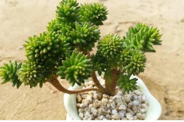 白花小松怎么修剪，黄叶、发软的叶片或茎干都要剪除