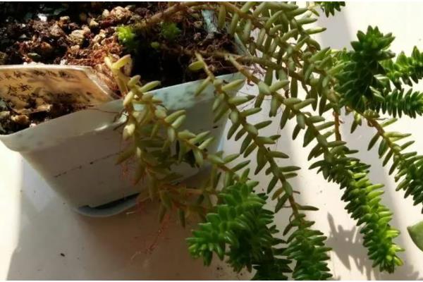 白花小松怎么修剪，黄叶、发软的叶片或茎干都要剪除