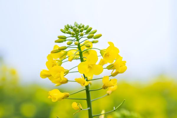 油菜花是不是植物,是一年生草本植物