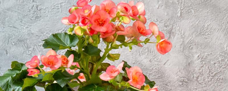 海棠花有什么花语，代表繁华和玉堂富贵