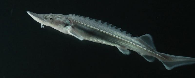 中华鲟是鱼类吗,中华鲟是鱼类