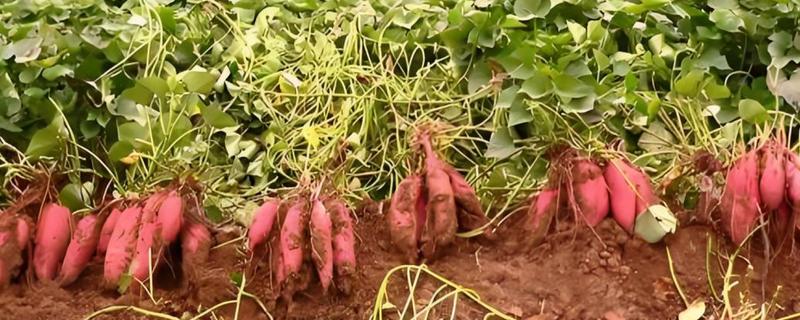 红薯是什么时候进入中国的，约在16世纪末叶