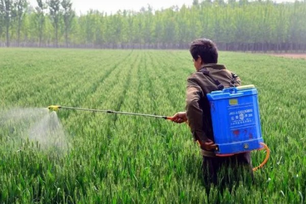 小麦打完除草剂过多久下雨没事，经过6小时再下雨不会影响效果