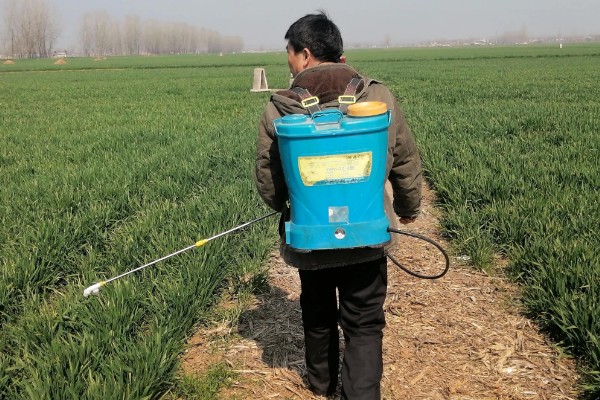 小麦打完除草剂过多久下雨没事，经过6小时再下雨不会影响效果