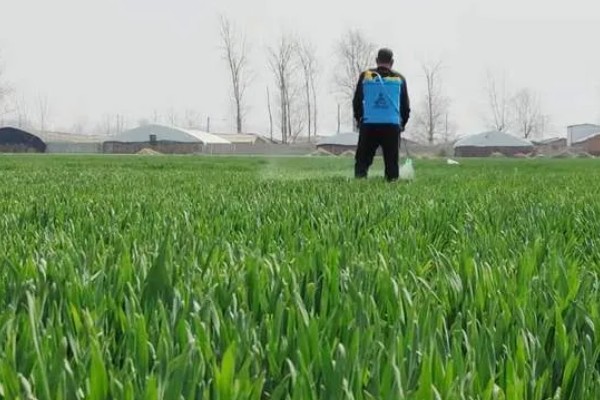 小麦打完除草剂过多久下雨没事，经过6小时再下雨不会影响效果