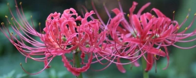 彼岸花的花语，寓意无尽思念、优雅纯洁等