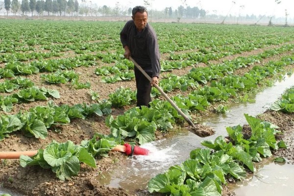 白菜多久施肥一次,叶片快速生长期每7-10天追肥一次