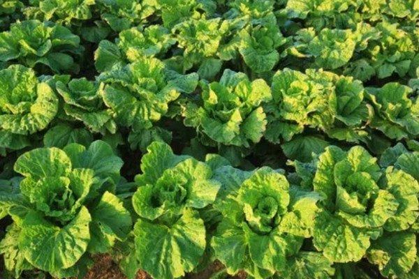 白菜多久施肥一次,叶片快速生长期每7-10天追肥一次