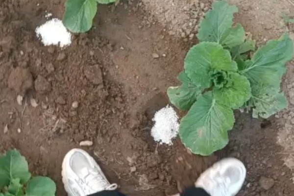 白菜多久施肥一次,叶片快速生长期每7-10天追肥一次