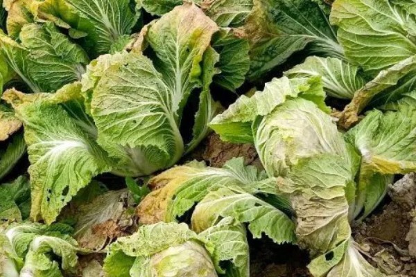 白菜多久施肥一次,叶片快速生长期每7-10天追肥一次