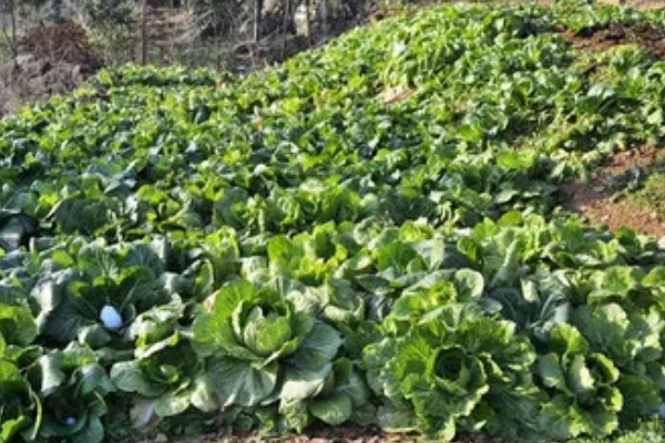 白菜多久施肥一次,叶片快速生长期每7-10天追肥一次