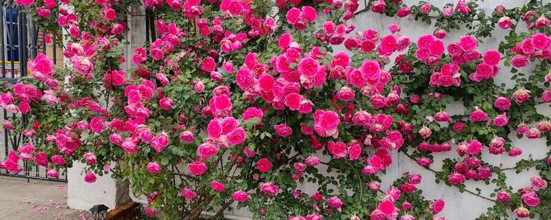 什么品种的爬藤月季好,推荐黄金庆典、红龙等