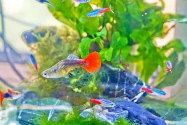 让孔雀鱼快速繁殖的方法，将水温保持在26℃有利于繁殖