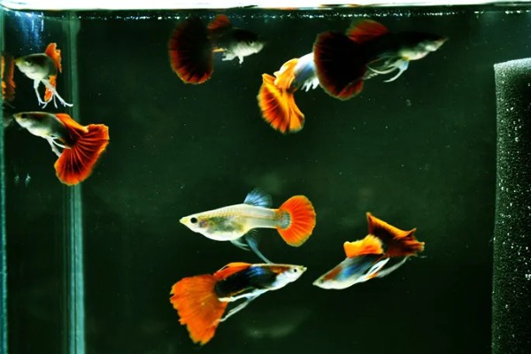 让孔雀鱼快速繁殖的方法，将水温保持在26℃有利于繁殖