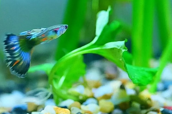 让孔雀鱼快速繁殖的方法，将水温保持在26℃有利于繁殖