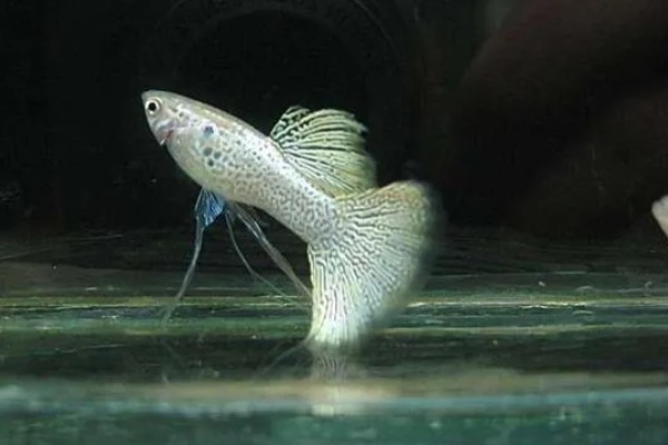 让孔雀鱼快速繁殖的方法，将水温保持在26℃有利于繁殖