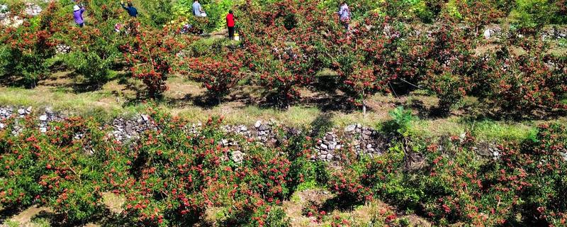 种山楂适合用什么土,一般选择沙壤土