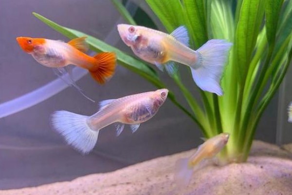 让孔雀鱼快速繁殖的方法，将水温保持在26℃有利于繁殖