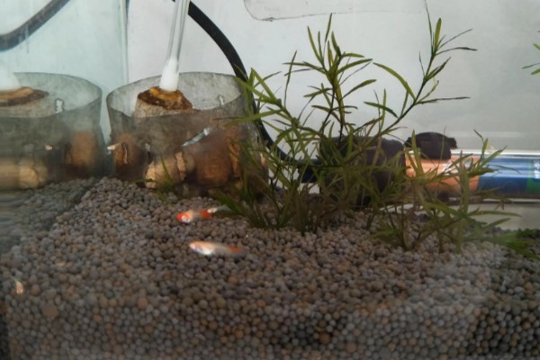 让孔雀鱼快速繁殖的方法，将水温保持在26℃有利于繁殖