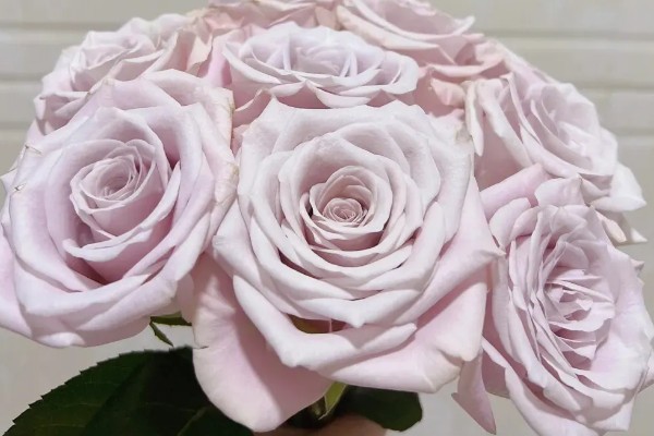 曼塔玫瑰的花语是什么，寓意梦想开始的地方